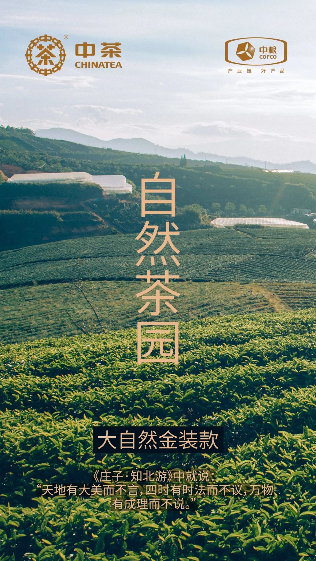 中茶御用設(shè)計(jì)公司 中茶御用設(shè)計(jì)公司